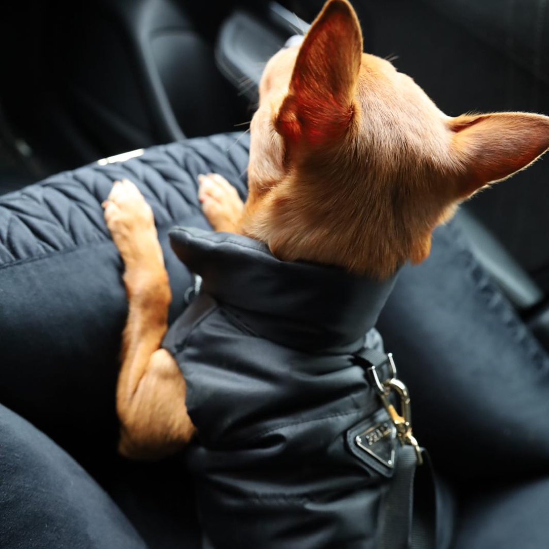 Bodywarmer - Black