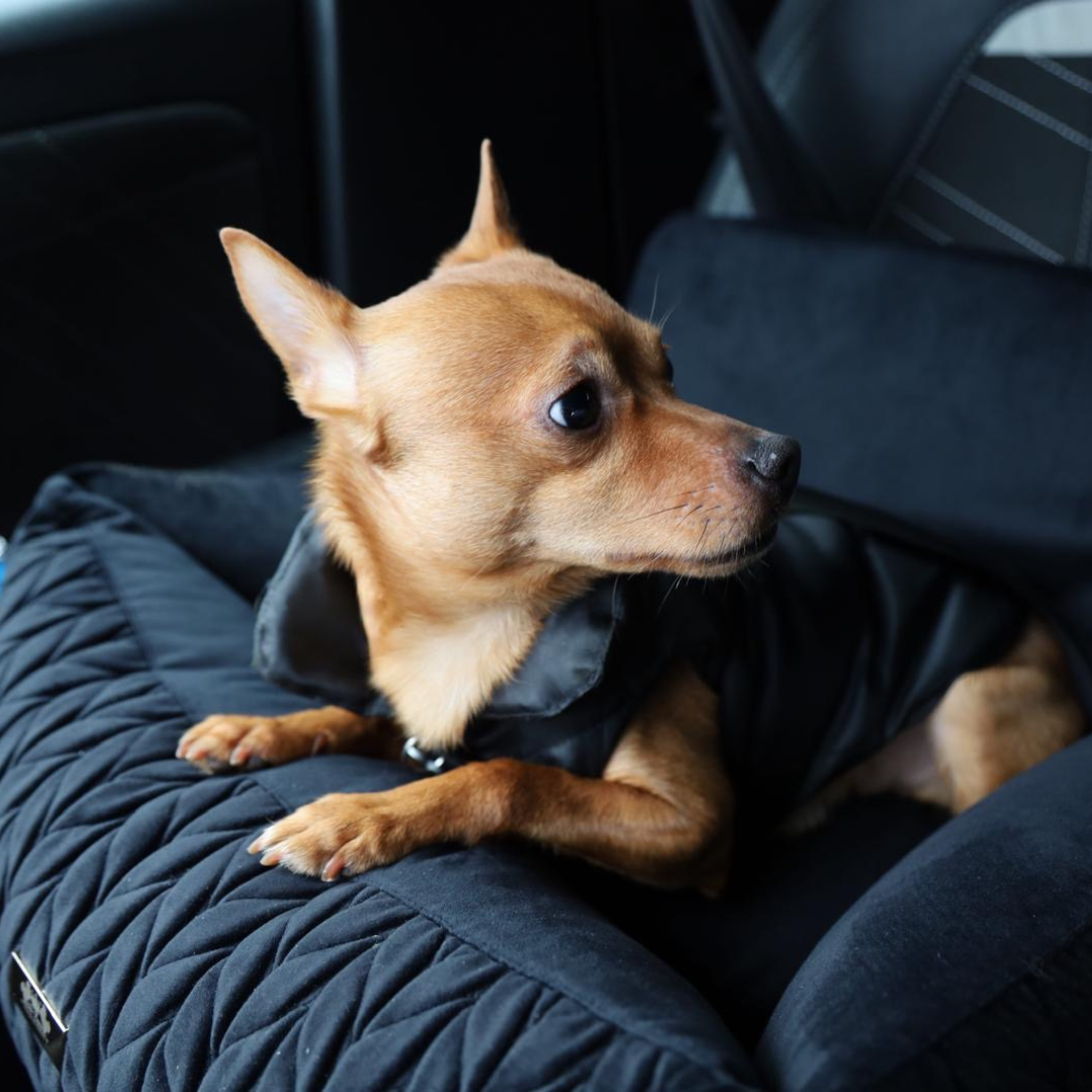 Athena Car Seat for Dogs - Black Velours