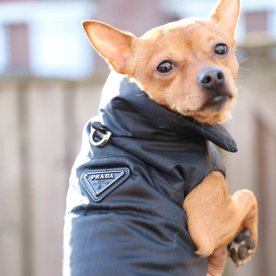Bodywarmer - Black